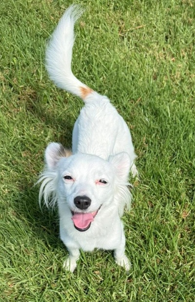 white dog on green grass